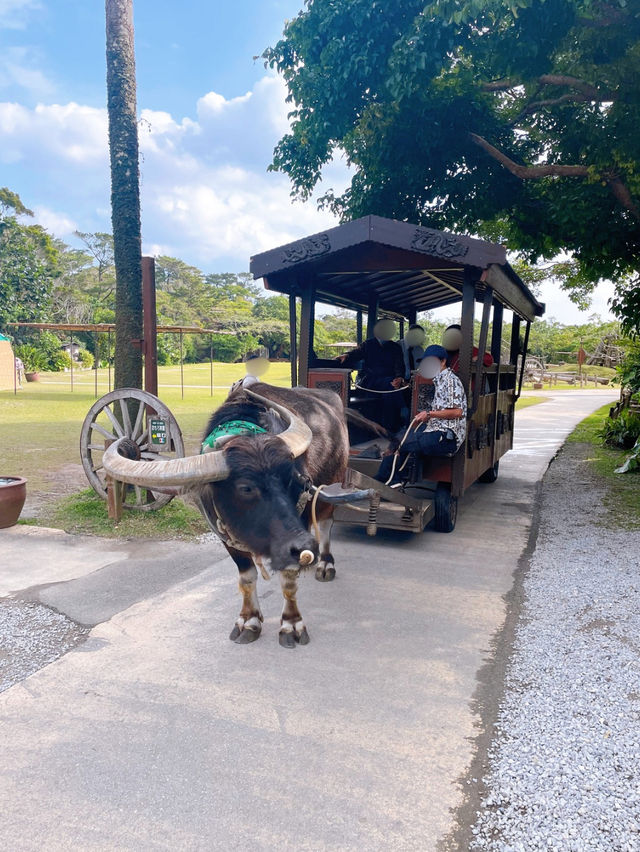 【沖縄】ビオスの丘