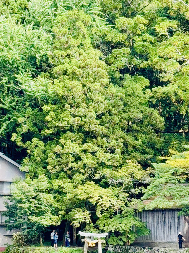 走進童話！由布院一日漫遊：金鱗湖霧景Ｘ湯之坪療癒散策。