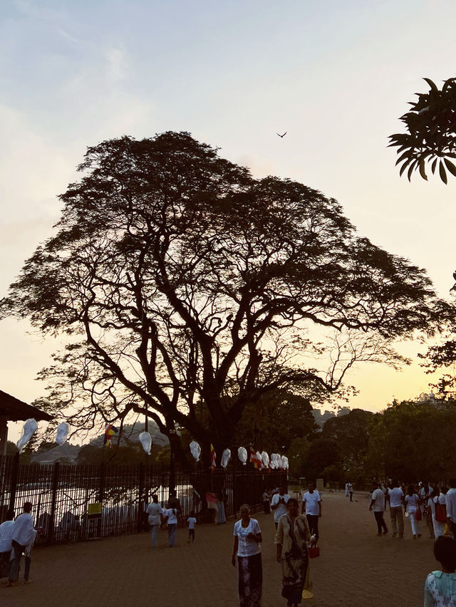 🇱🇰Sri Dalada Maligawa: Where the Sacred Tooth Relic Guards the Soul of Sri Lanka! 🙏