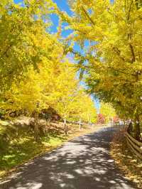 🌿 Centennial Park, New Zealand: Where Heritage Meets Untamed Beauty! 🍃