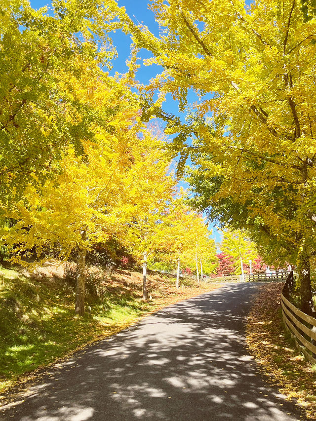🌿 Centennial Park, New Zealand: Where Heritage Meets Untamed Beauty! 🍃
