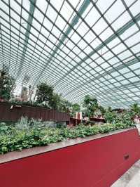 Flower Dome Singapore: A Must-Visit Floral Wonderland