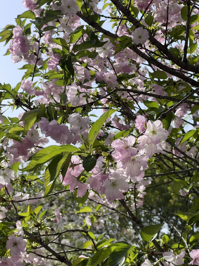 สวนพฤกษศาสตร์ที่สดชื่นที่สุดในหนิงโป 🌳🌸 