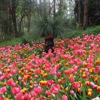 Blooming Beauty: A Day at Araluen Botanic Park, Perth