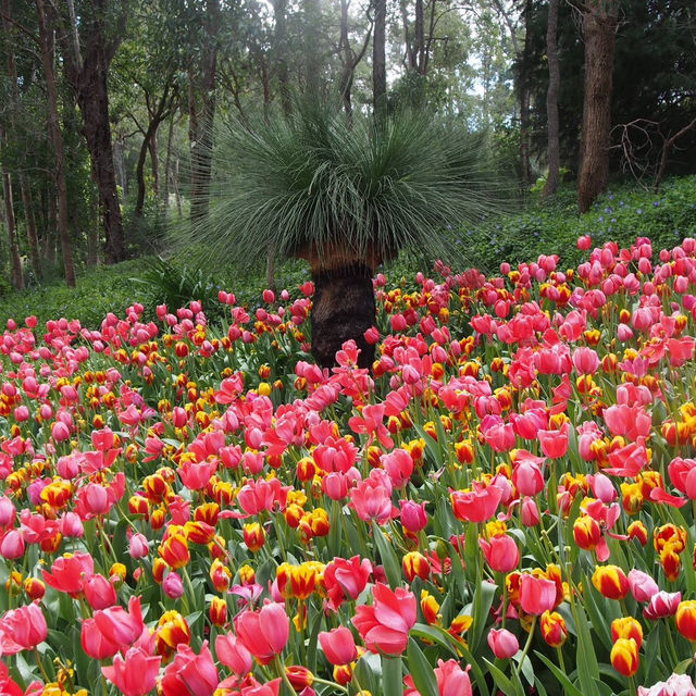 Blooming Beauty: A Day at Araluen Botanic Park, Perth