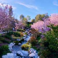Sakura Serenity: A Solo Escape in San Diego