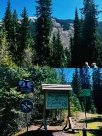 에메랄드빛 호수 위로 솟아오른 나무들의 신비로움