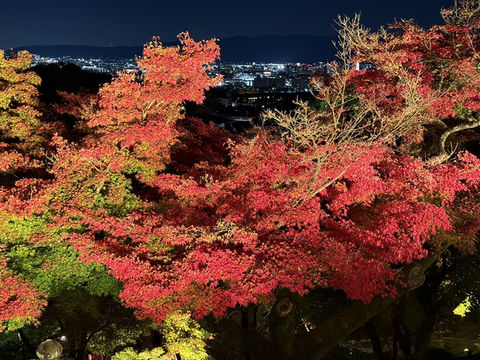 บรรยากาศใบไม้เปลี่ยนสีที่นารา เกียวโต และโอซาก้า