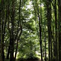 Ayrlies Garden and Wetlands