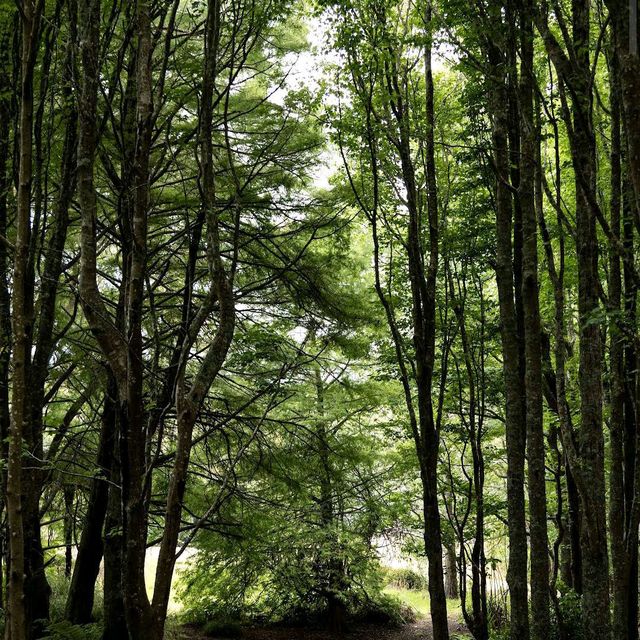 Ayrlies Garden and Wetlands Ayrlies Garden and Wetlands