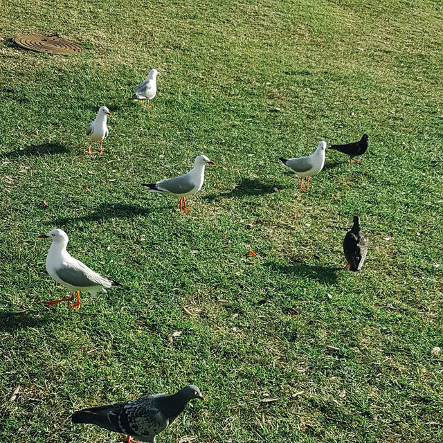 ไปเที่ยวสวนสาธารณะริมทะเล Windsor Reserve กันนนน