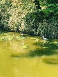 綠意水畔鳥影大阪漫遊🌳  