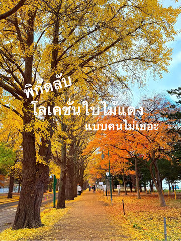 🍁✨ ใบไม้เปลี่ยนสีที่มหาวิทยาลัยฮอกไกโด 🍁✨ ใบไม้เปลี่ยนสีที่มหาวิทยาลัยฮอกไกโด