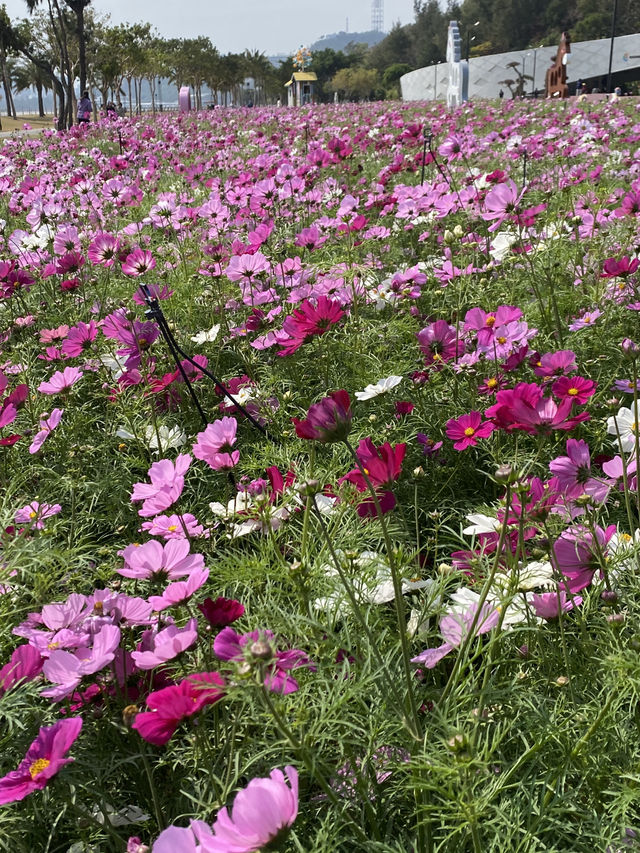 期間限定,去日月貝,別忘走上環島綠道看花海🌺🌸