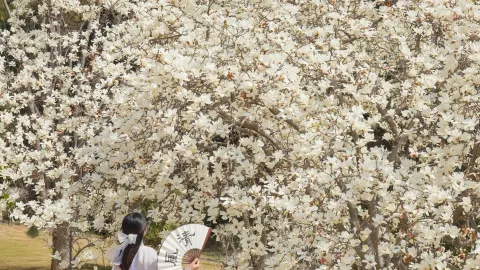 A collection of pure white magnolia spots you should check out starting this weekend. — traveler post in Daegu