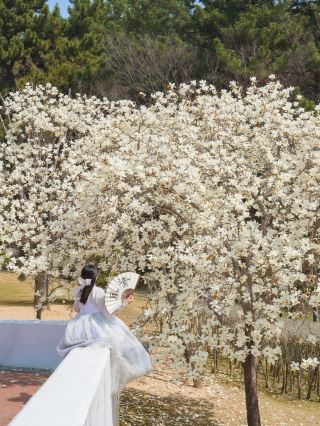 A collection of pure white magnolia spots perfect for visiting starting this weekend 🤍
