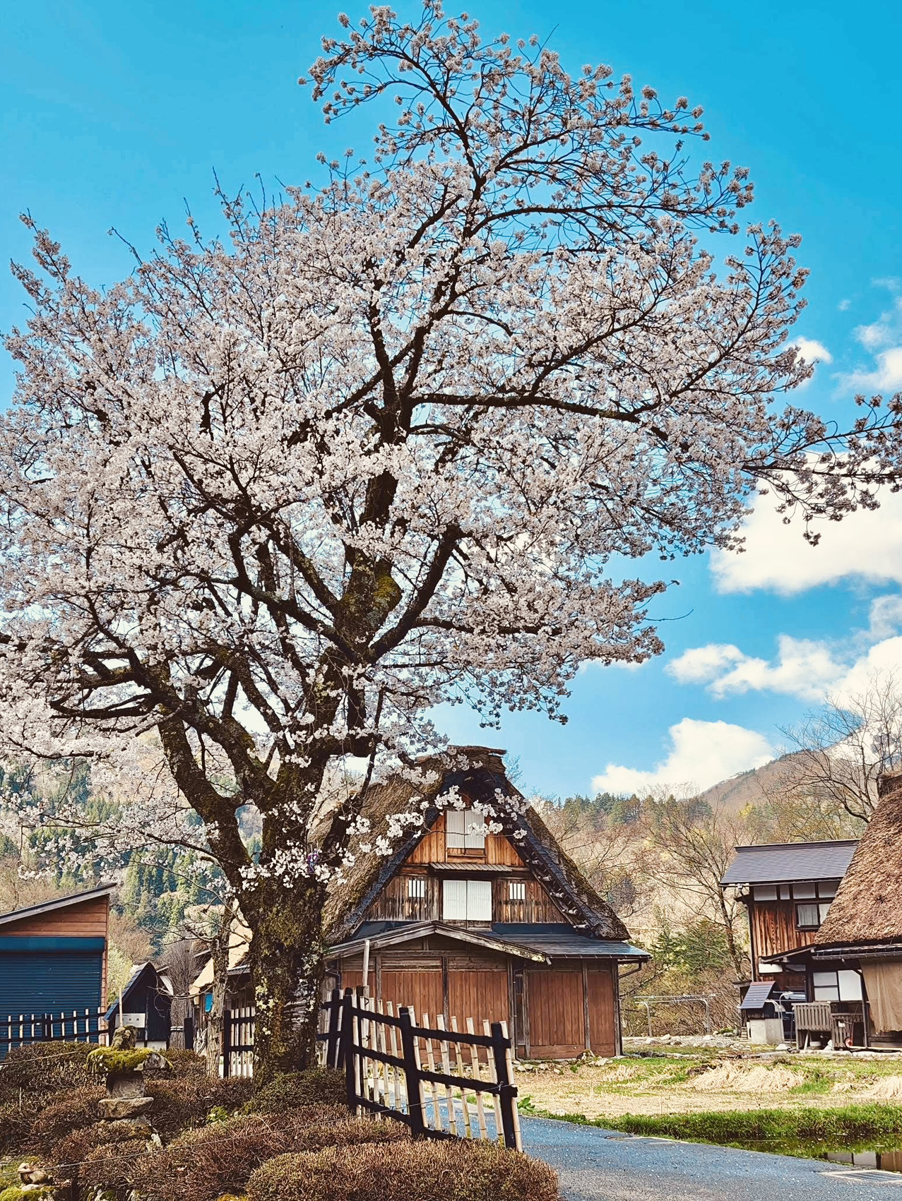 Sanmachi Suji