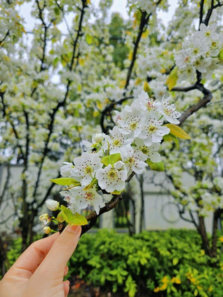 ​ Gucun Park (顾村公园) - A Paradise for Cherry Blossom Lovers.