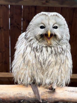 Hochwald Wildpark。
