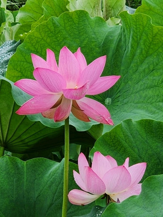 🌸 Puzhehei | A Landscape Where Mountains, Lakes and Lotus Blossoms Meet