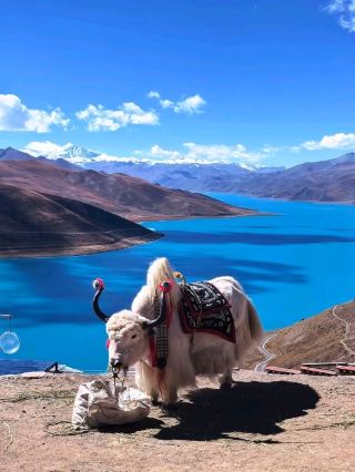 💙 Yamdrok Lake | Tibet's Sacred Blue Dream