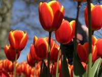The Most Beautiful Spring Garden in the World
