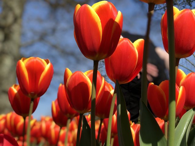 The Most Beautiful Spring Garden in the World