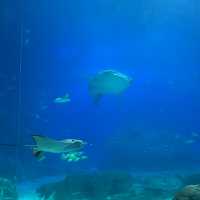  🐋 WHAT AN AMAZING AQUARIUM 🌊