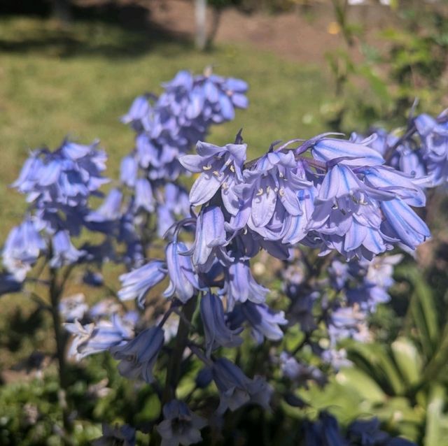 プエルト・バラスはお花がいっぱい!