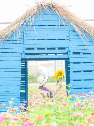[Dominica] Bani Sunflower Festival 🌻