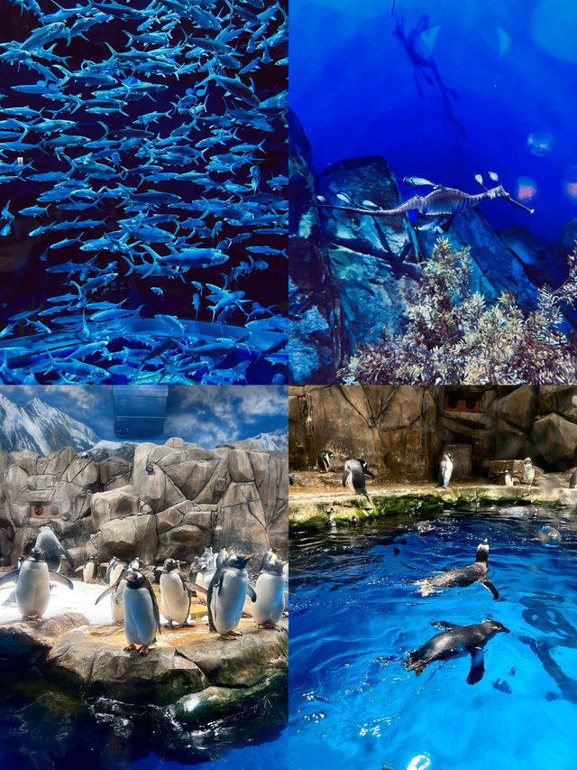 比港迪還好玩的🐬香港海洋公園買一送一啦‼️ 