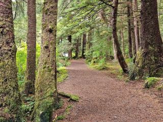 🌊 Exploring the World's Largest Temperate Rainforest in Alaska!