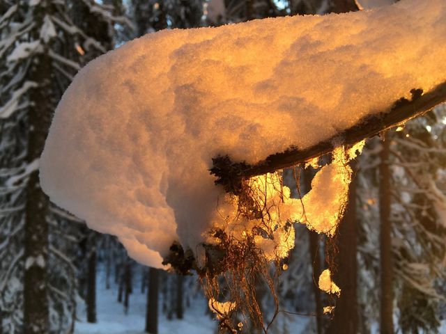 Mystical Aurora in Lapland Winter Wonderland