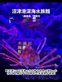 【静岡】沼津のおすすめ観光スポット7選🐟