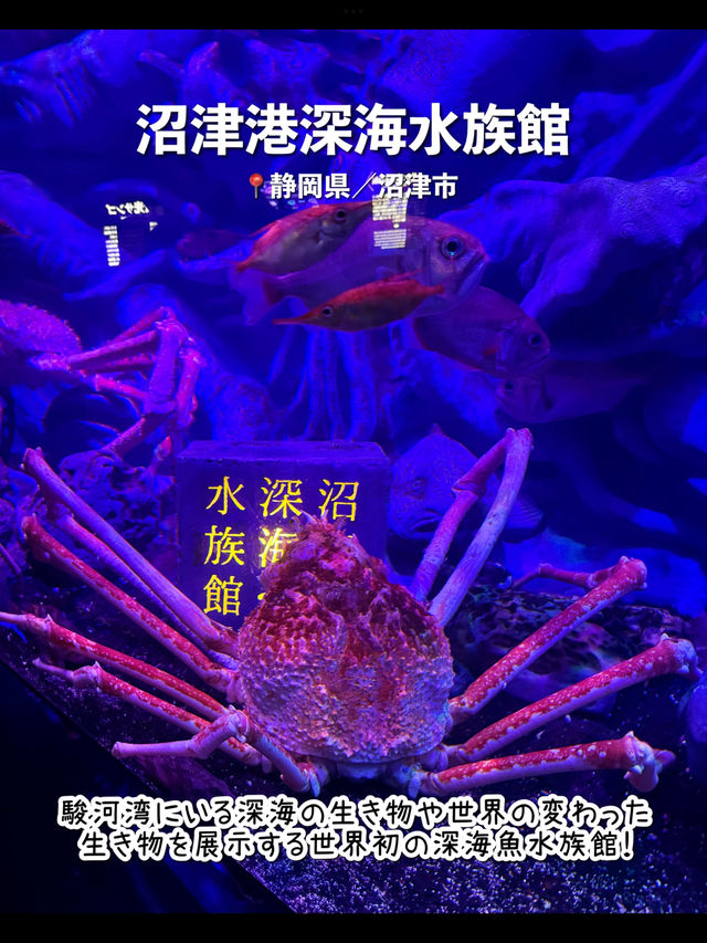 【静岡】沼津のおすすめ観光スポット7選🐟