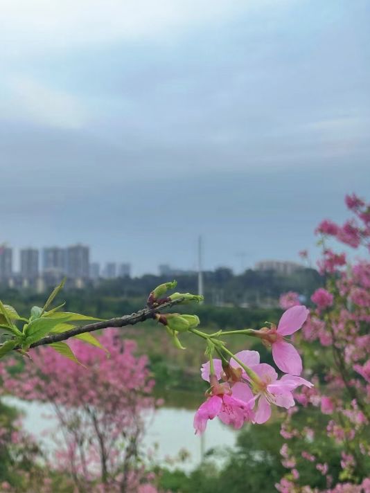 Discover the pink color of cherries🌸
