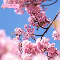 A Day of Cherry Blossoms in Tokyo