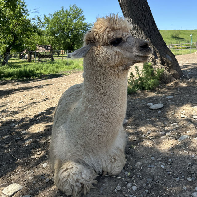 Farm of the fluffy animals 🦙