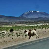 Bolivia: The Shining Pearl of the Andes