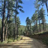 A hike through the forest