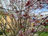 Easter eggs and blooms