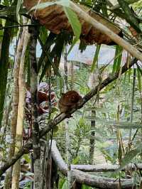 Small Eyes, Big Surprise—Meet Bohol’s Cutest Locals!