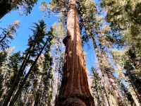 🌲 Sequoia National Park Transportation Tips: How to Get Around the Land of Giants