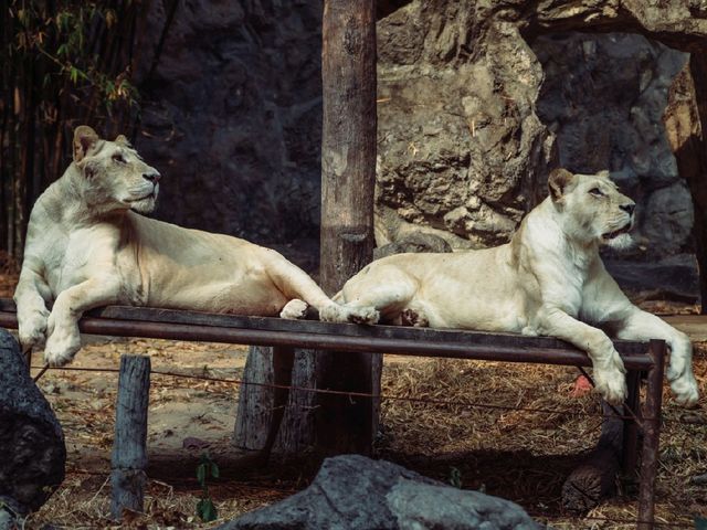 A Wild Day Out: Visiting Chiang Mai Zoo in Northern Thailand