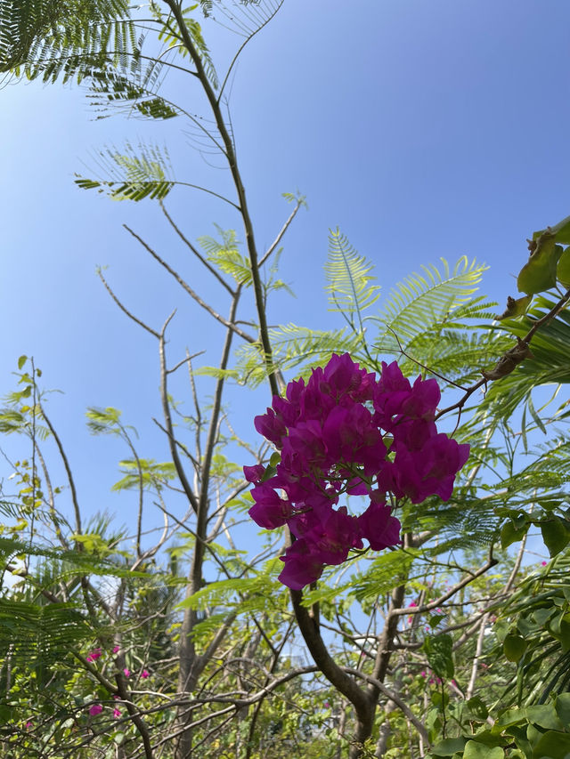 🌿 Hulhumalé Park – Green Oasis in the Maldives 🌴✨ 🌿 Hulhumalé Park – Green Oasis in the Maldives 🌴✨