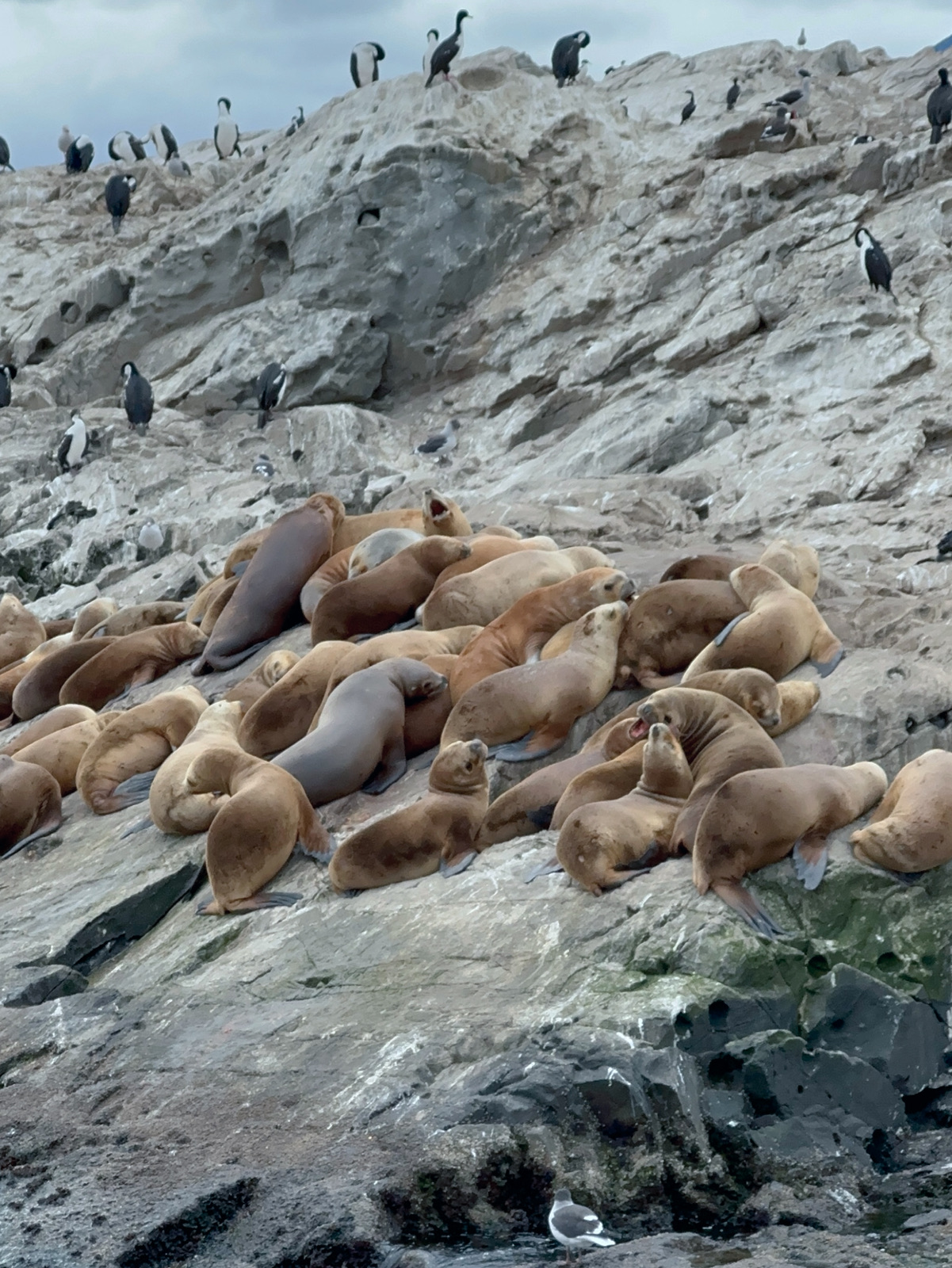 🐧 阿根廷企鵝：如何觀賞以及門票價格