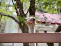 타조와 아이컨택이 인상적이었던 곳, 연화동물원(煙合動物園)