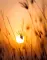 lumindor_1225