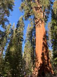 The scenery of the world's largest redwood tree is famous worldwide.