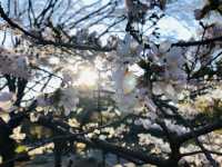 Yoyogi Park Spring Flower Viewing